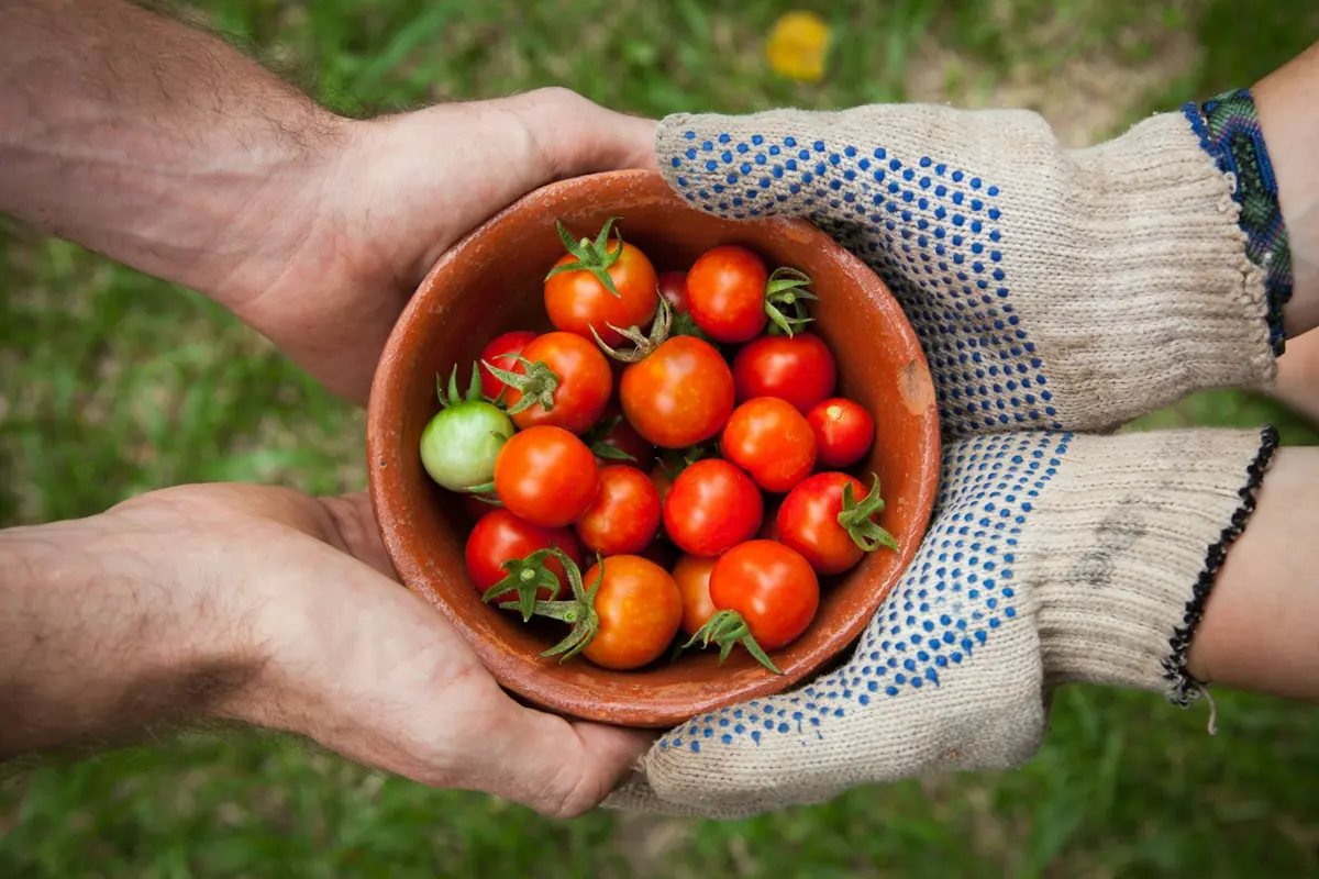 برداشت گوجهفرنگی تازه